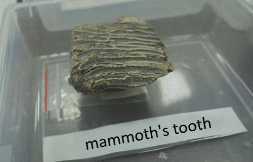 mammoths-tooth.jpg