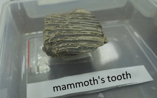mammoths-tooth.jpg