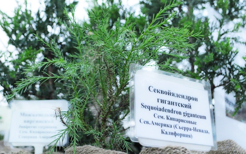 sekvoya.JPG