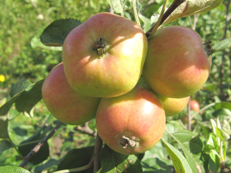 BS_apple