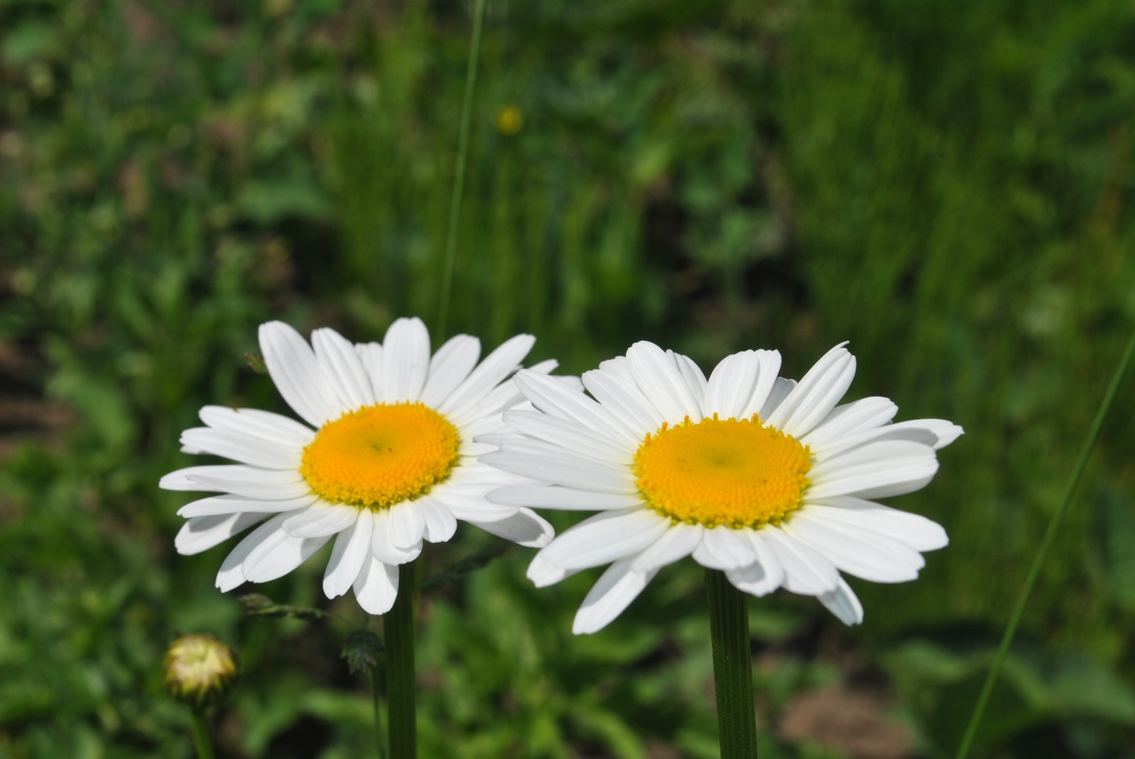 BS_konkurs_flowers