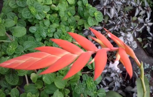 Tillandsia dyeriana
