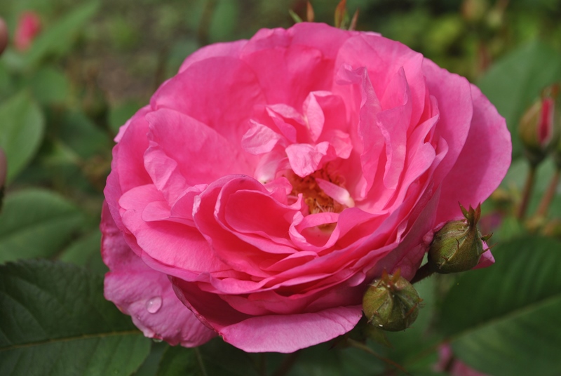 rose