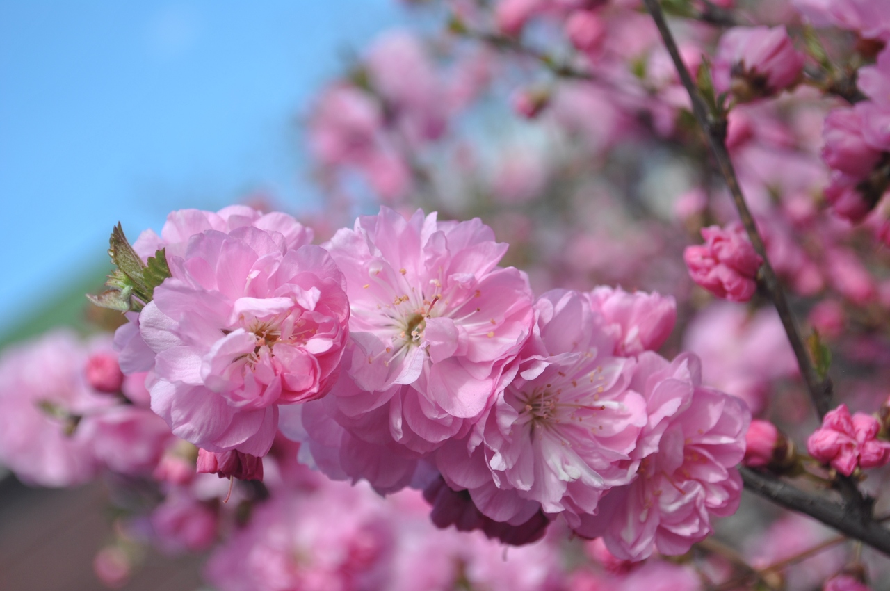 sakura