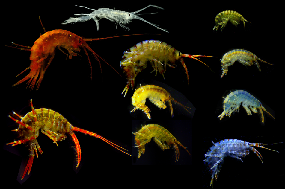 amphipoda