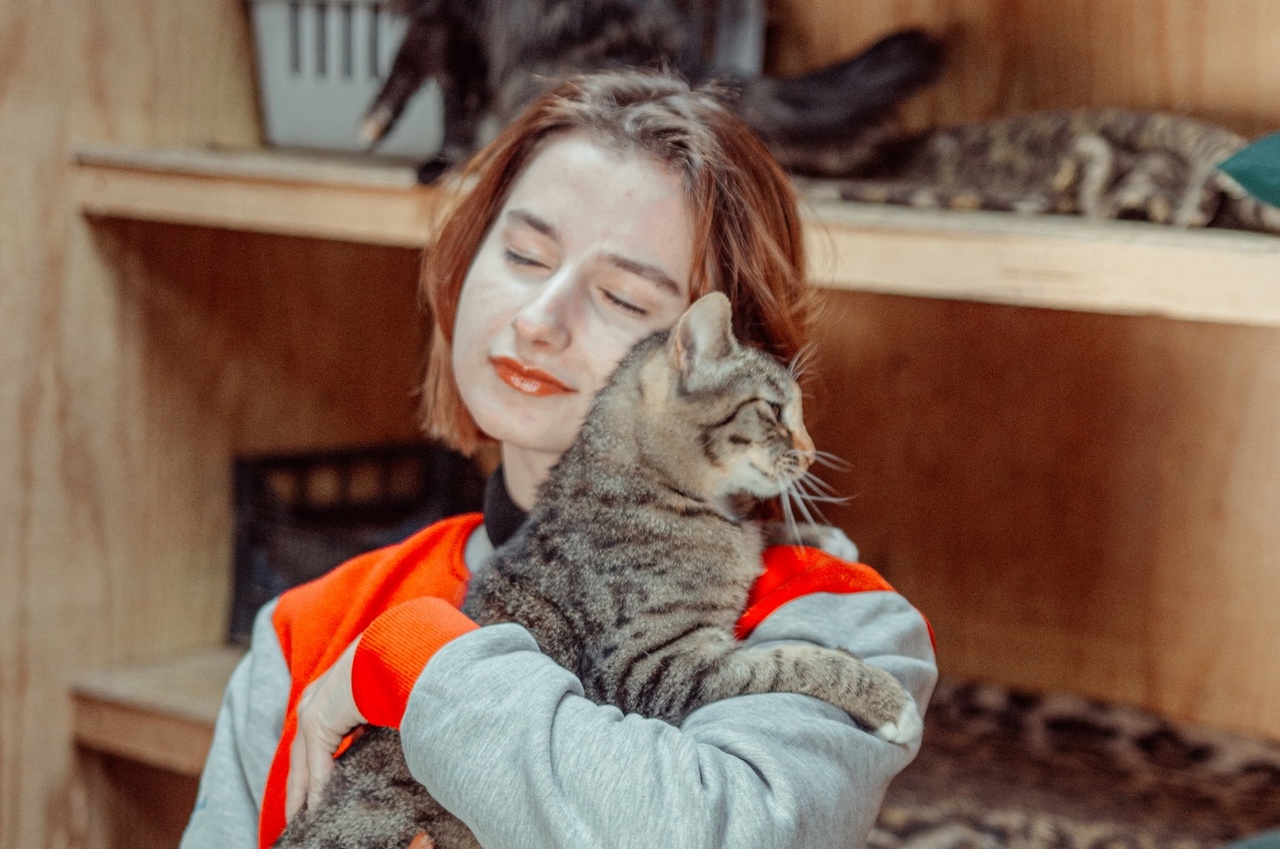 Кошка томасина. Томасина.