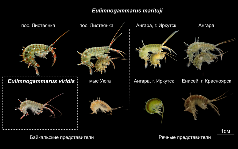 Emar-eulimnogammarus.png