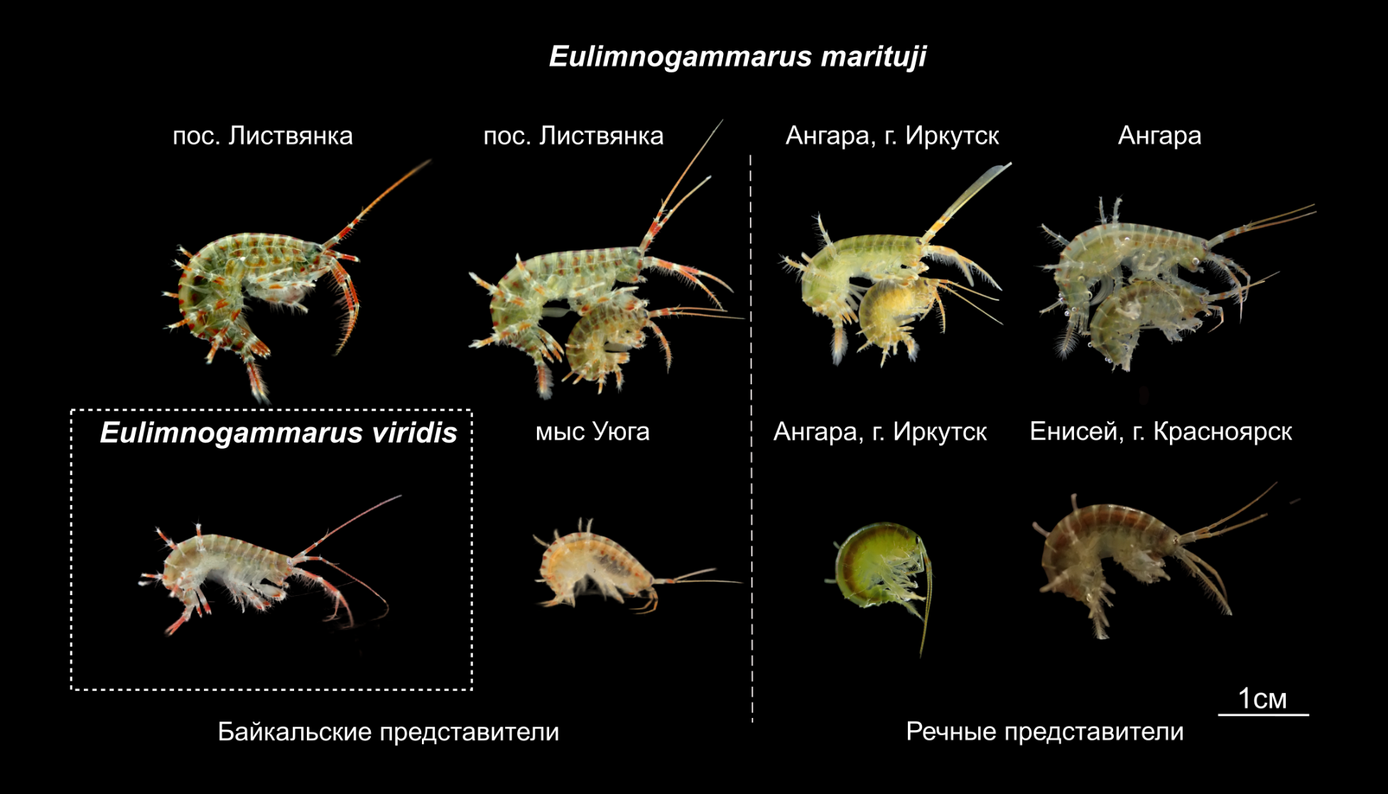 Emar eulimnogammarus