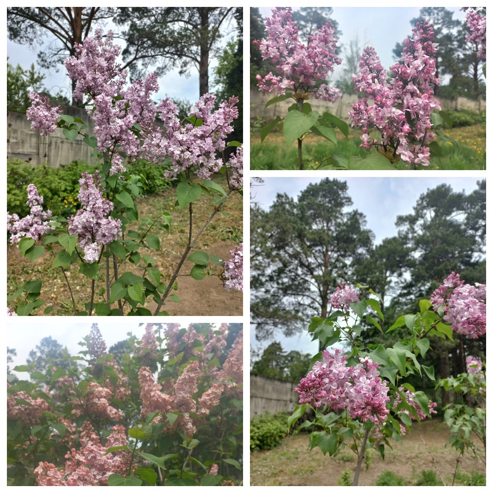 MyCollages