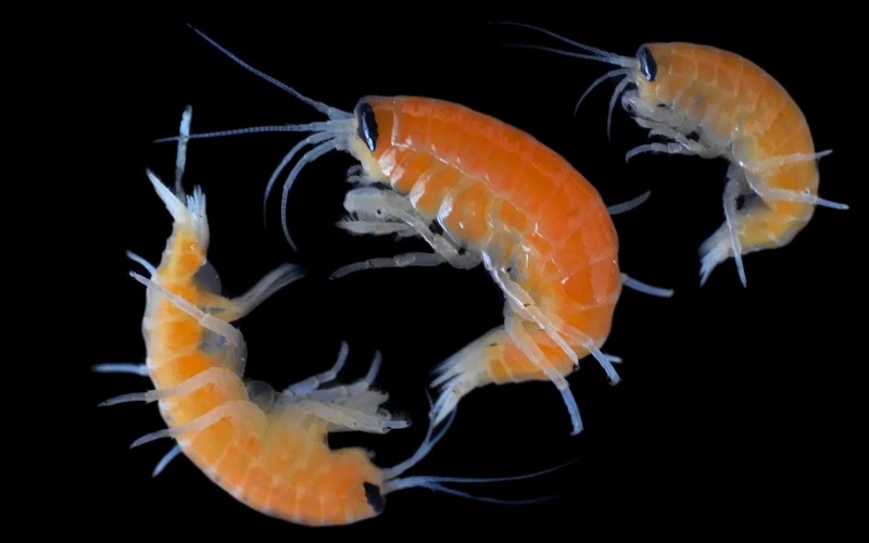 Ommatogammarus-flavus.jpg