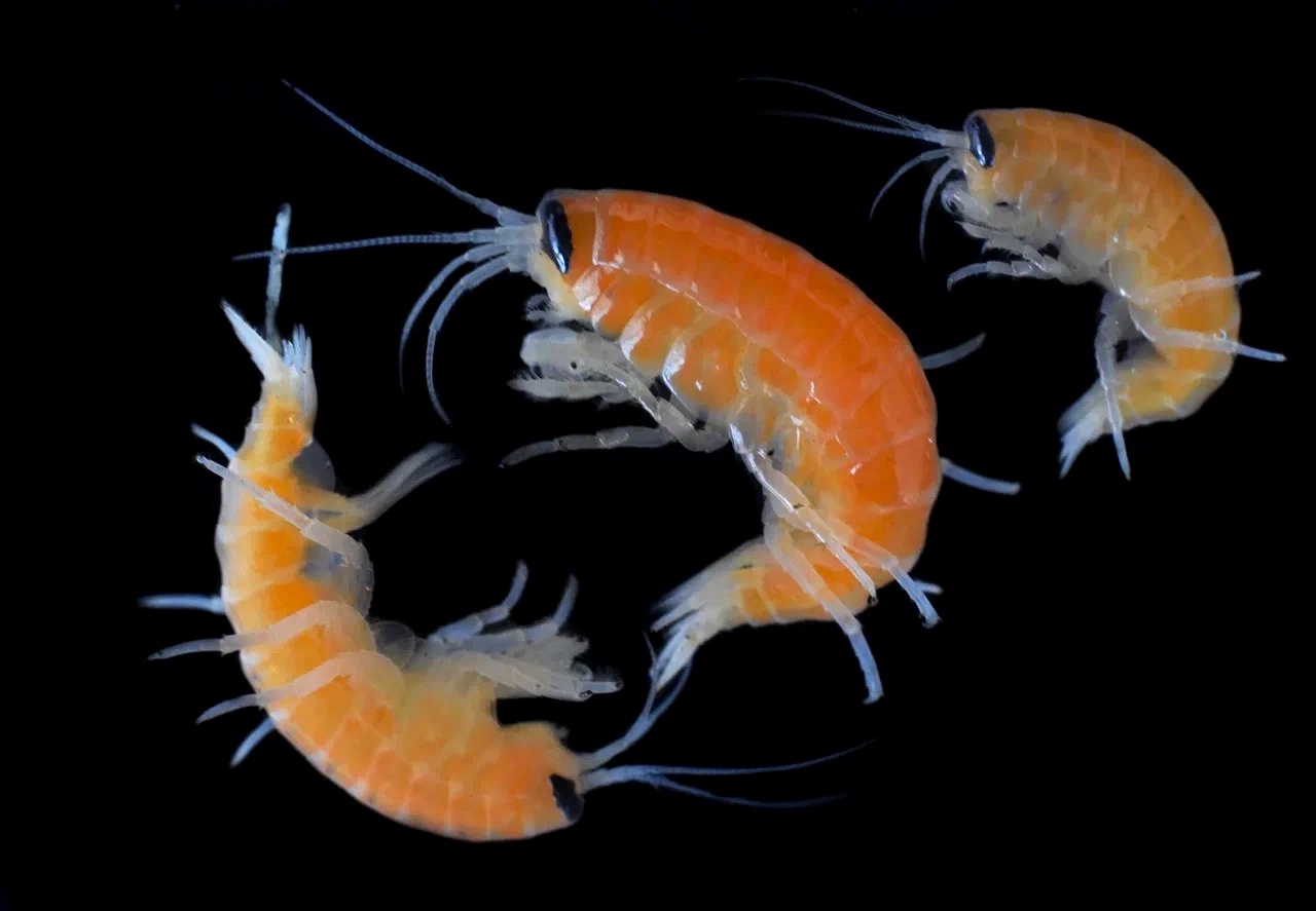 Ommatogammarus flavus