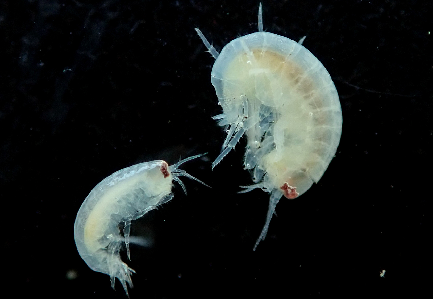 P7143042