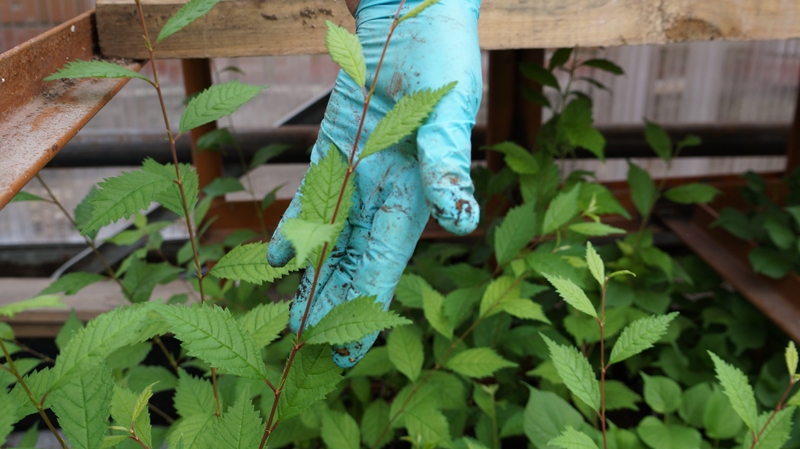 Ботанический сад ИГУ