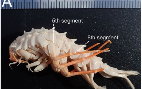 Anatomy-of-Acanthogammarus-grewingkii.JPG