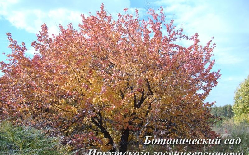 Botsad_ISU.jpg