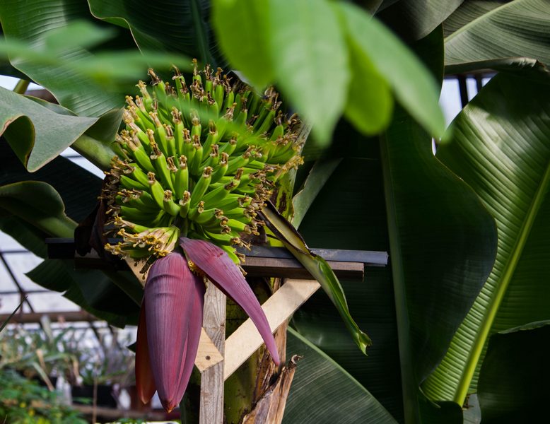 banana