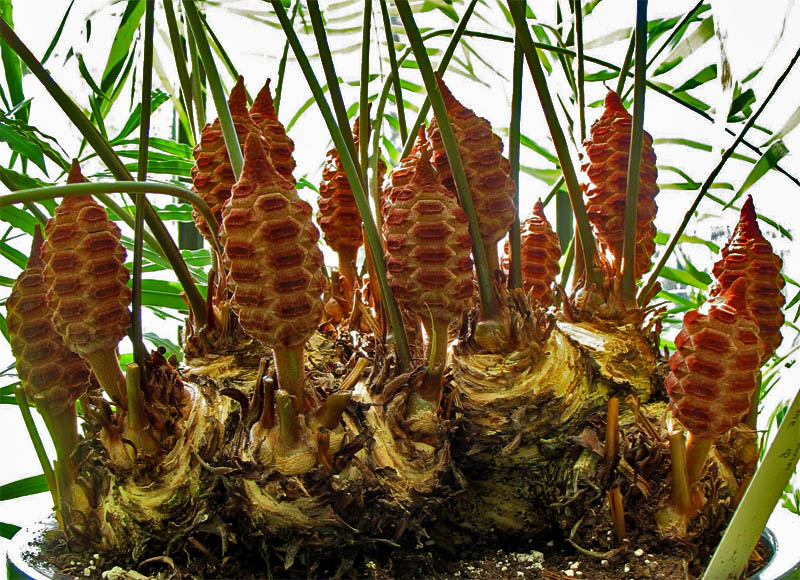 megastrobil_zamia