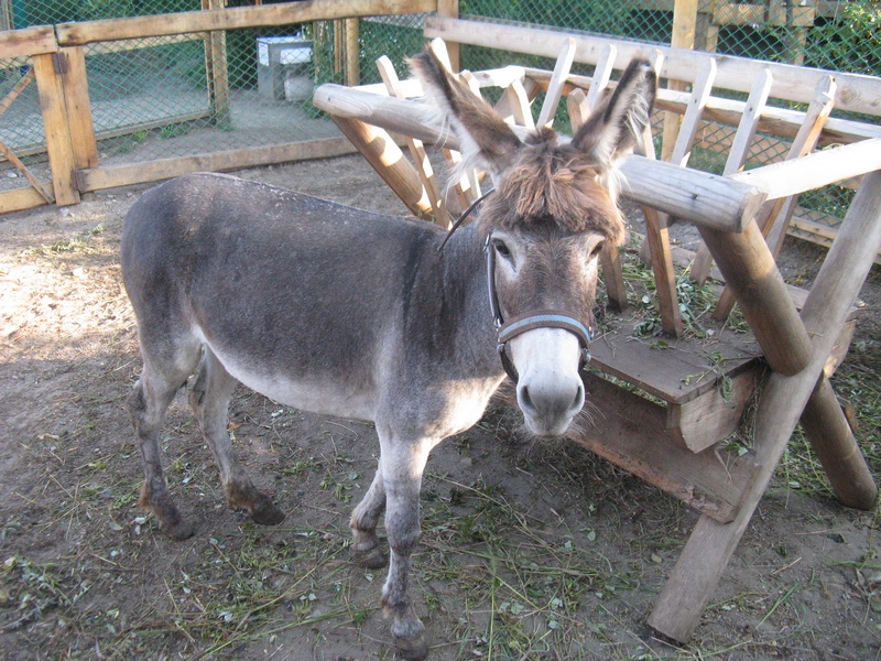 zoo_oslica