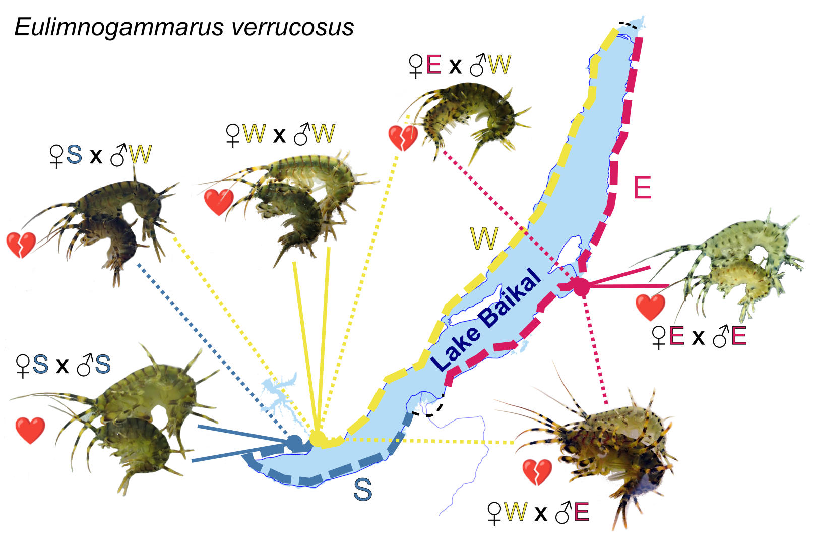 -3.-Eulimnogammarus-verrucosus.jpeg